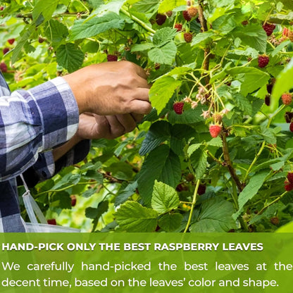 Raspberry leaf Detox tea Pack of 60